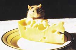 A cute rat perched on a wedge of Swiss cheese