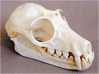 Fruit bat skull