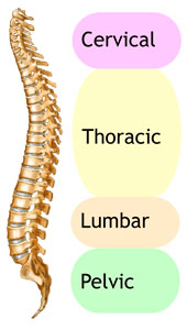 Human female spine
